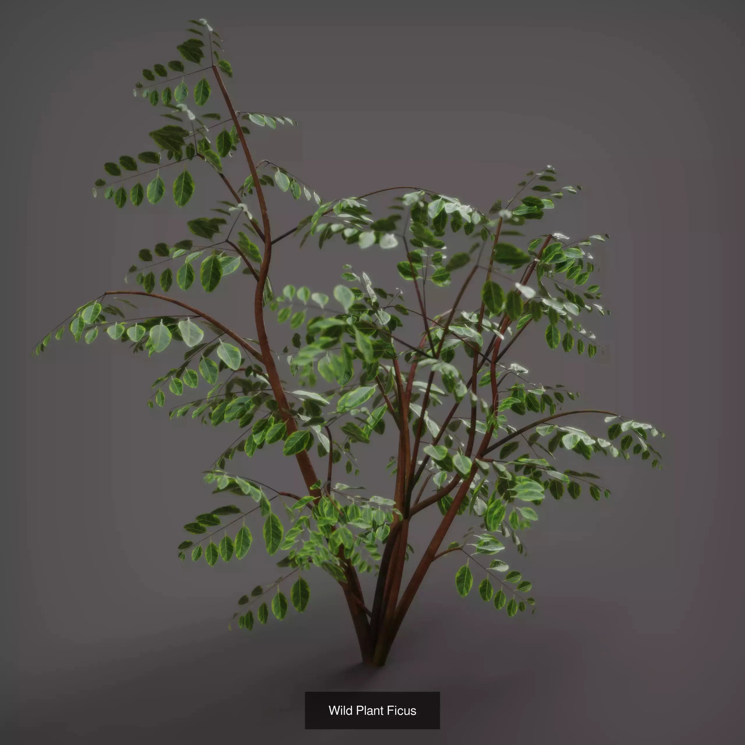 Various Plants 3D Model Collection_4