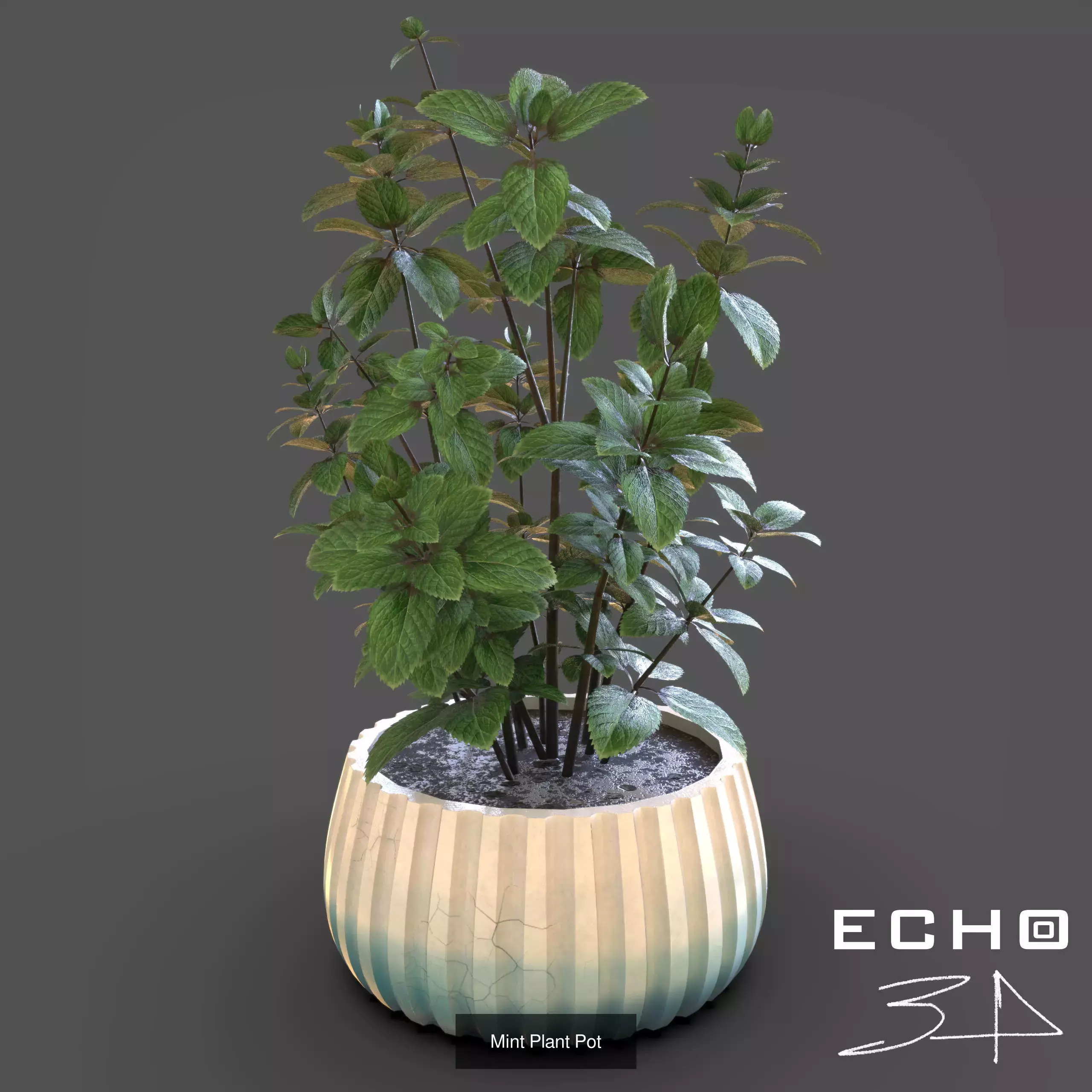 Various Plants 3D Model Collection_3