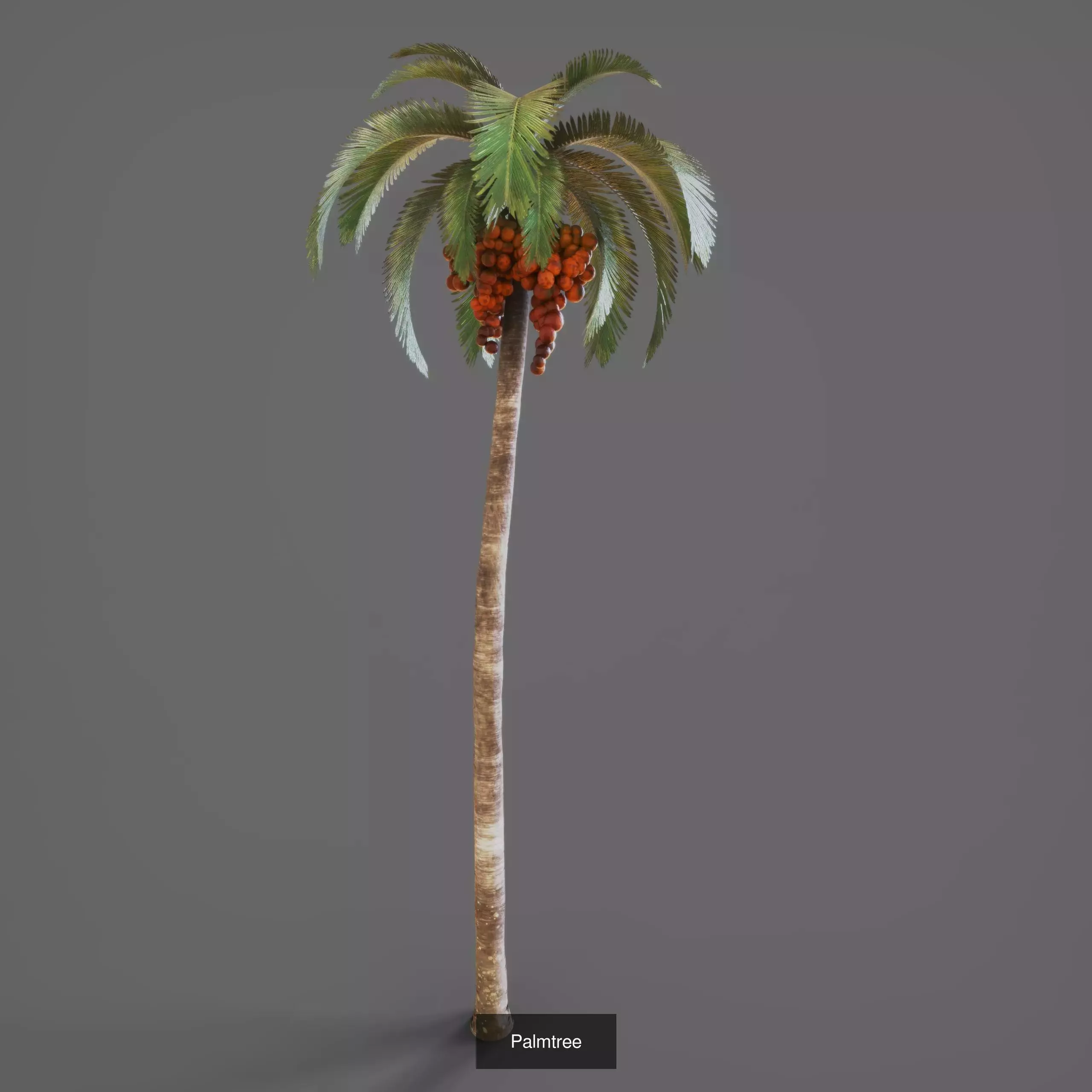 Various Plants 3D Model Collection_8