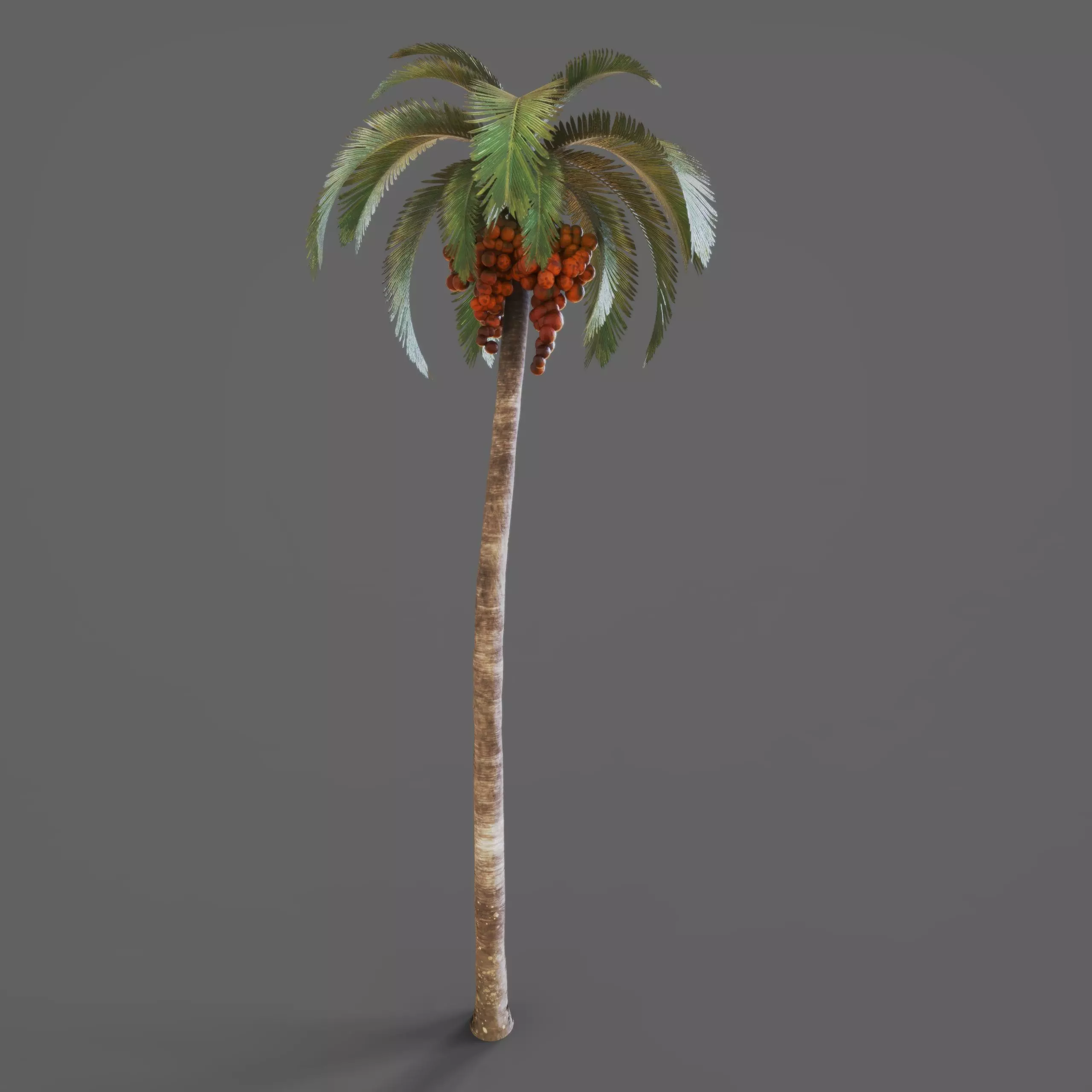 Various Plants 3D Model Collection_13