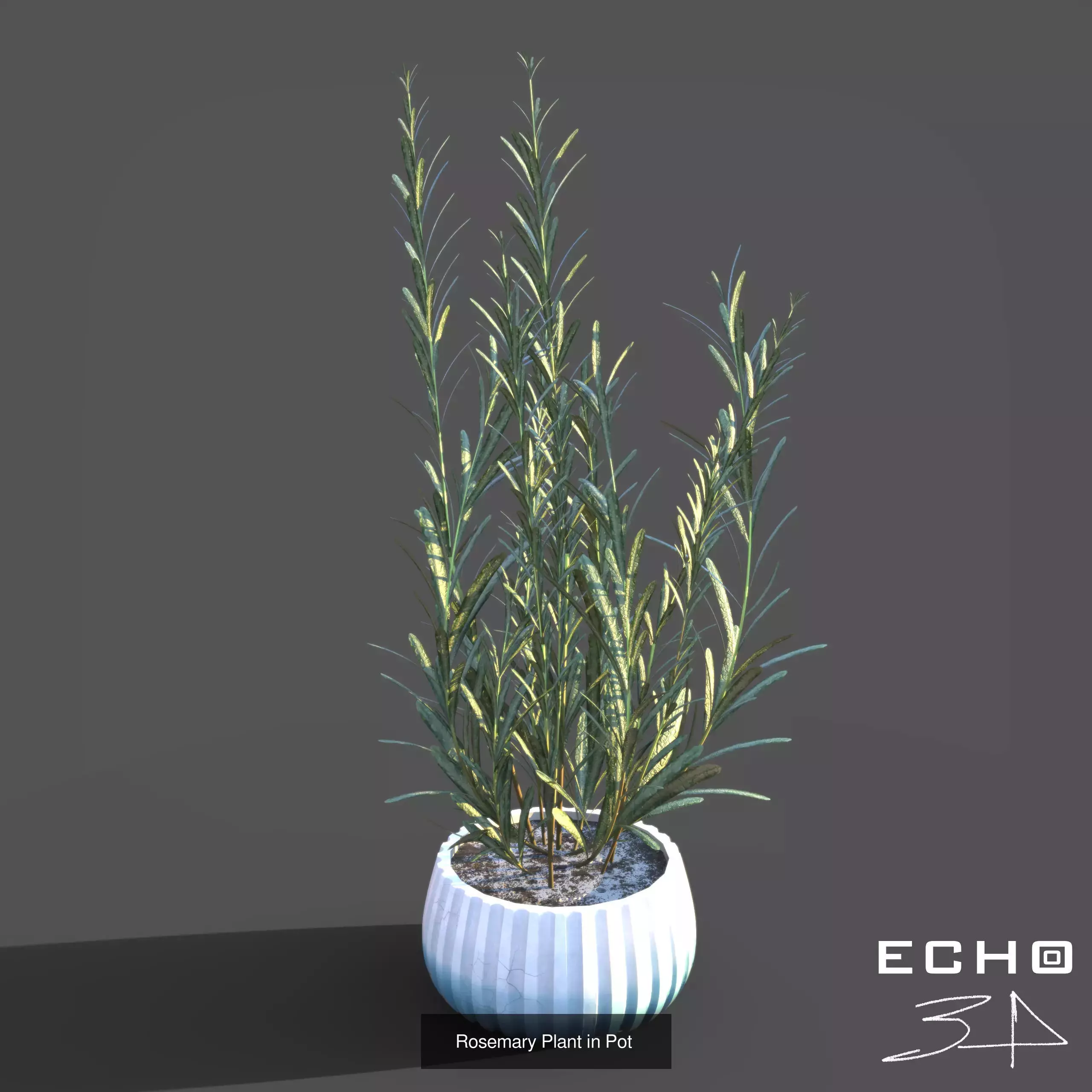 Various Plants 3D Model Collection_11
