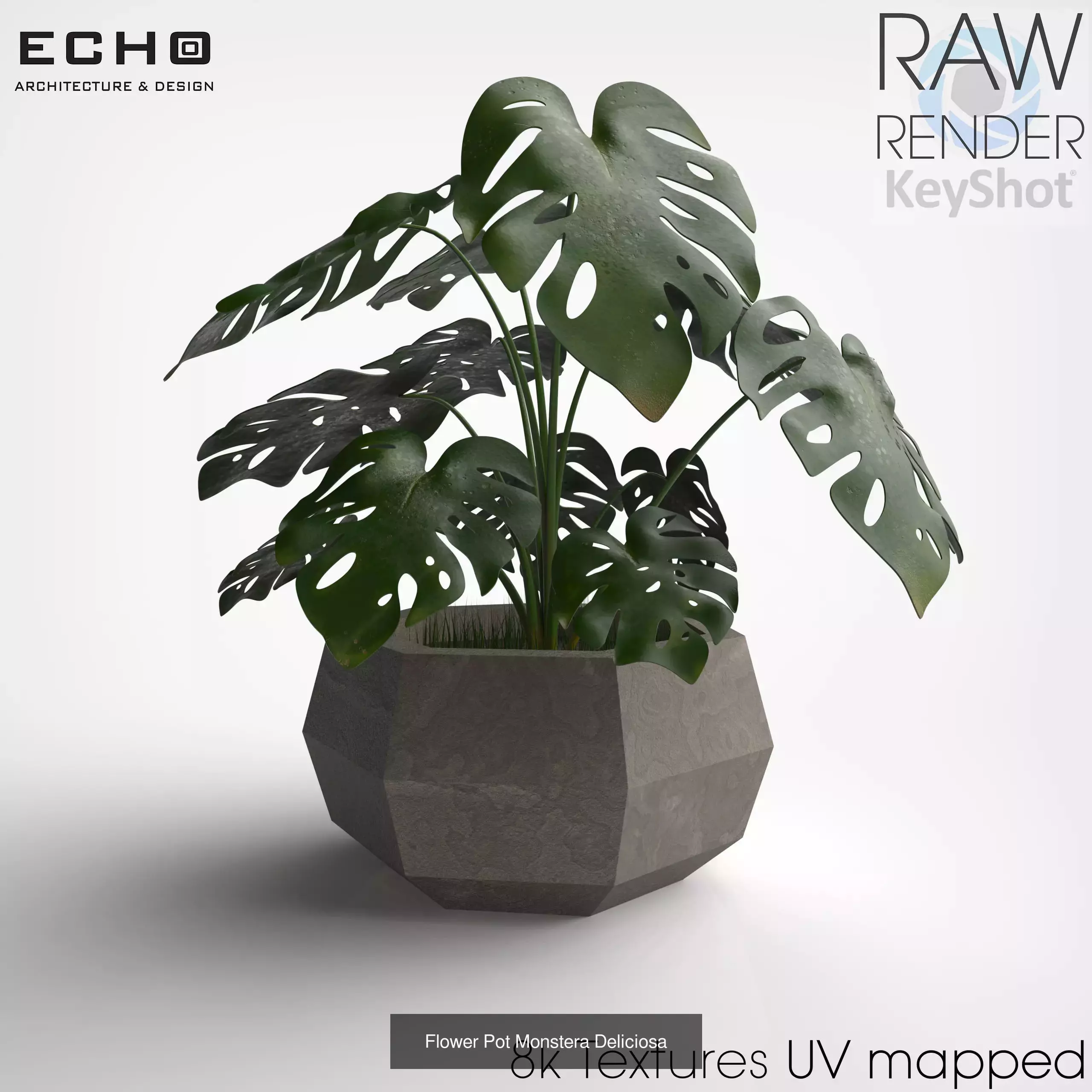 Various Plants 3D Model Collection_9