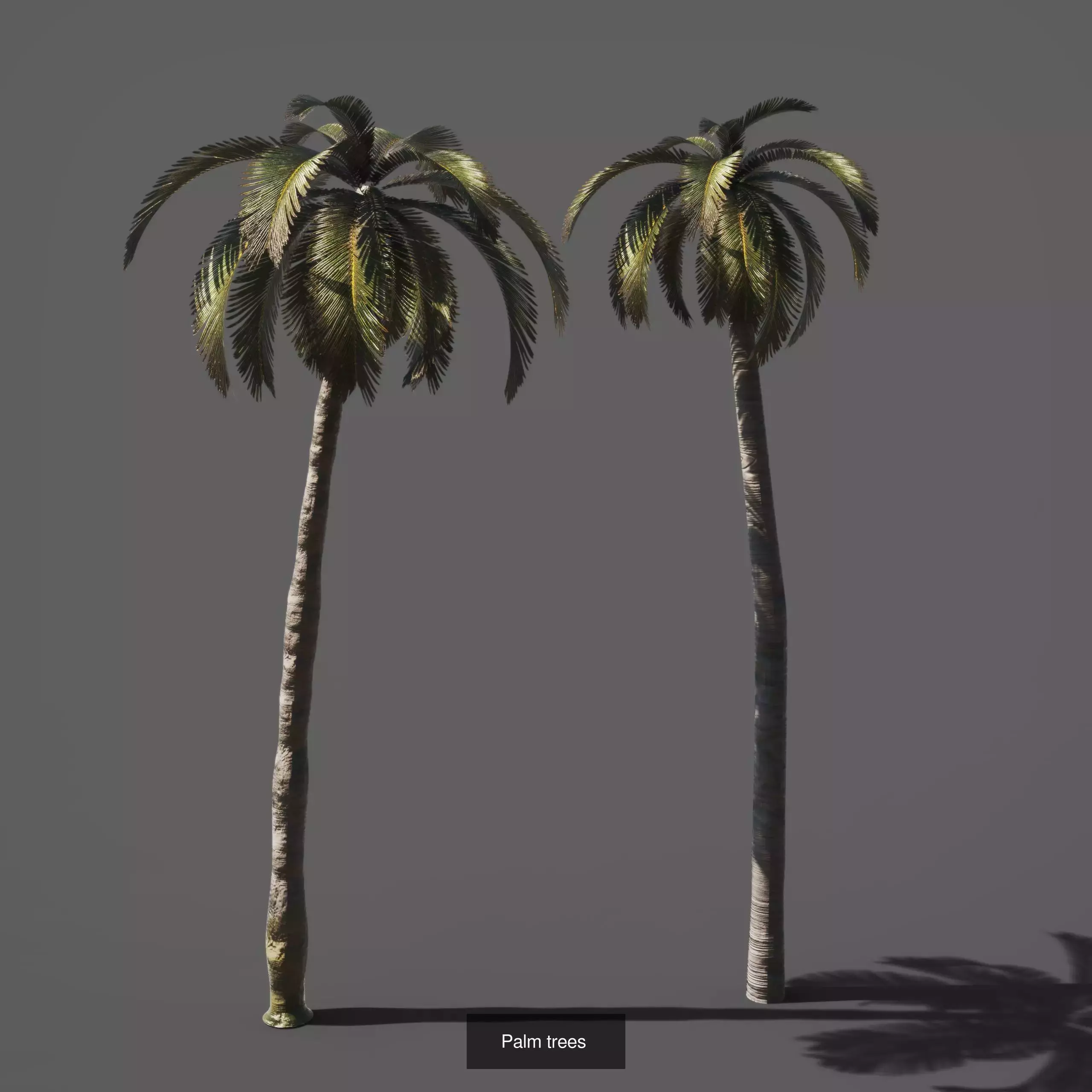 Various Plants 3D Model Collection_14