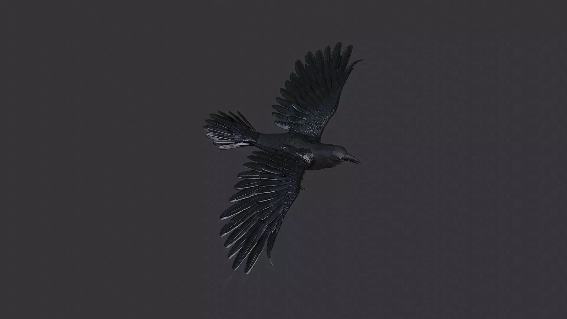 Raven Bird Visual Asset for Rendering Low-poly 3D model_4