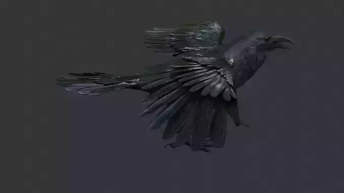Raven Bird Visual Asset for Rendering