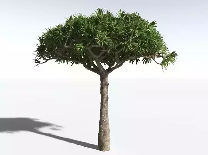 EVERYPlant Dragon Blood Tree