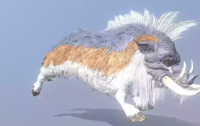 Wild Warthog Domestic Pig RUNNING