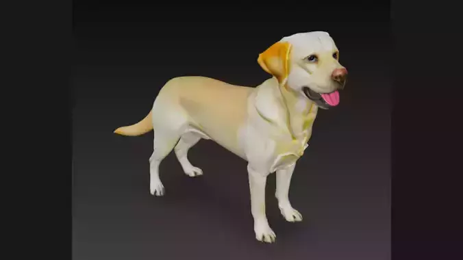 labrador Retriever Dog 3D Model