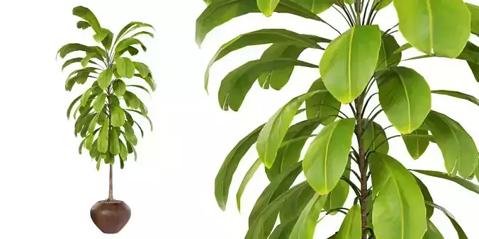 Broad Leaved Palm Lily Cordyline Petiolaris Interior Plants