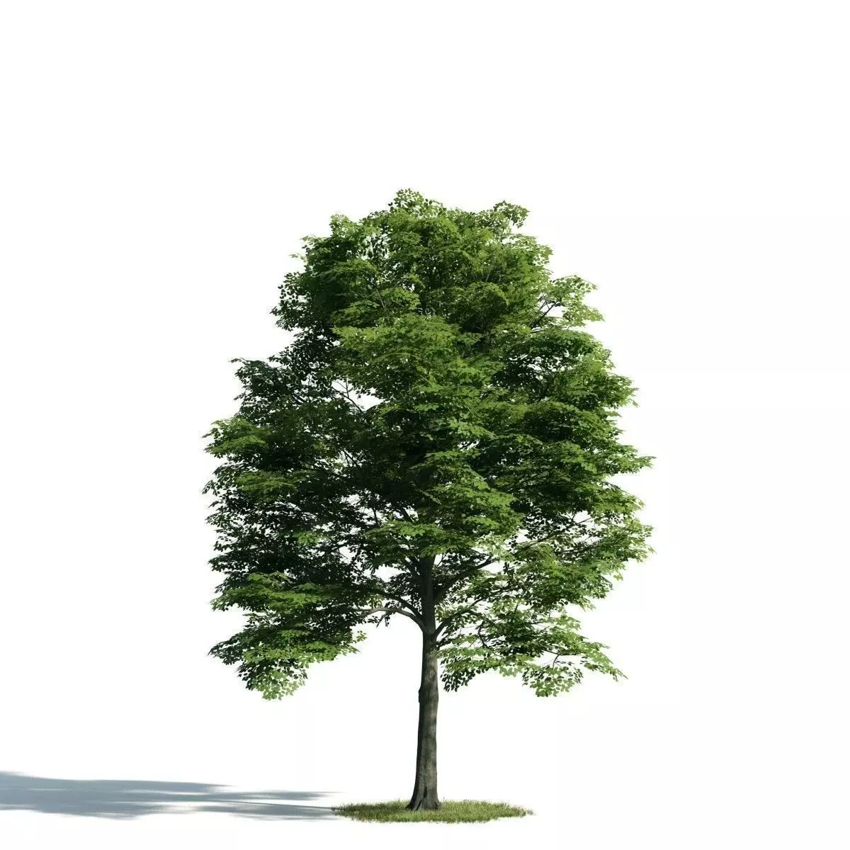 Tree 14 am171 3D model_0