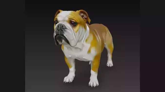 Detailed 3D Bulldog Dog Model