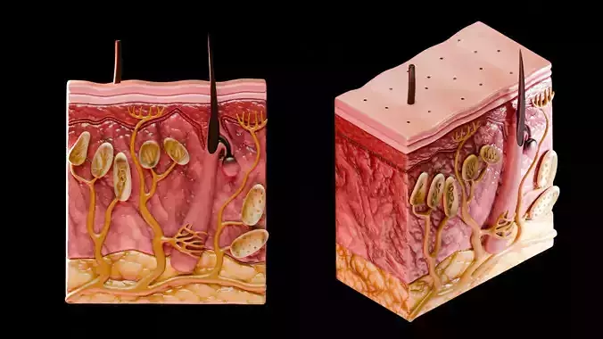 Human Skin Structure  Low-poly 3D model