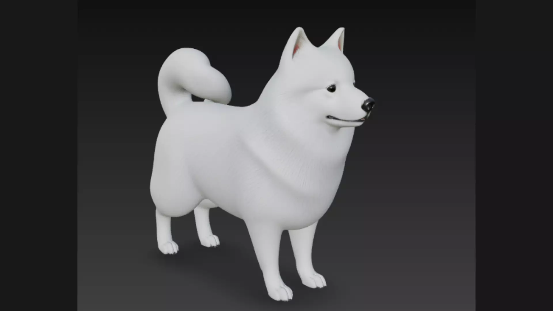 American Eskimo Dog 3D Model 3D model_2