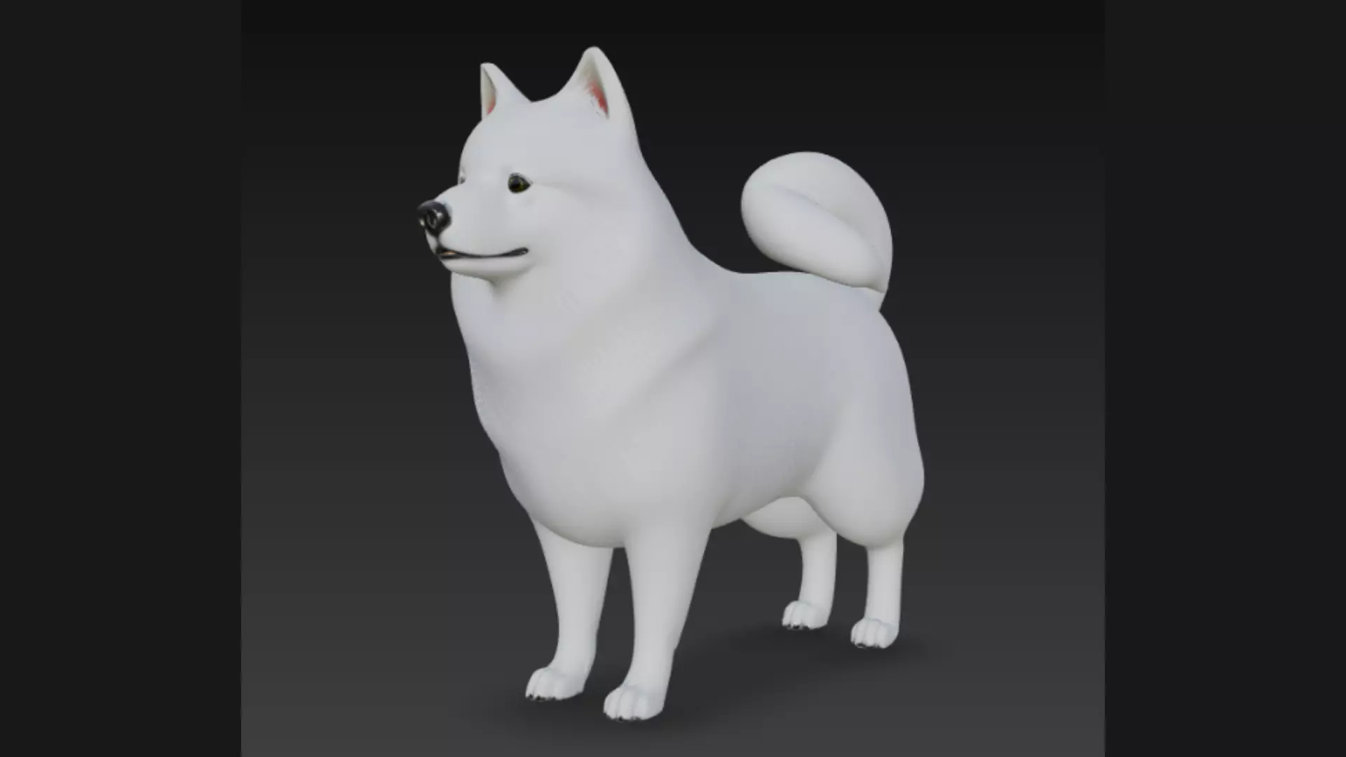 American Eskimo Dog 3D Model 3D model_0