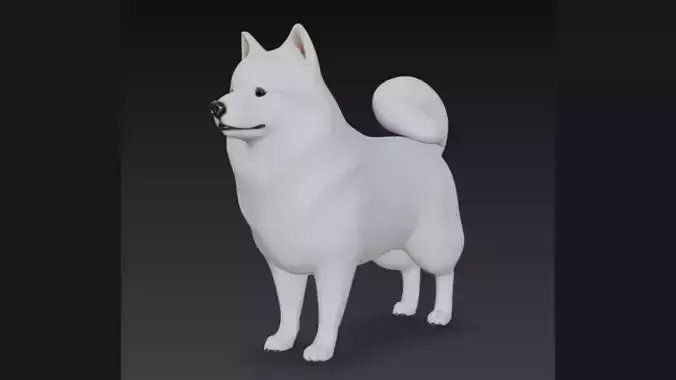 American Eskimo Dog 3D Model