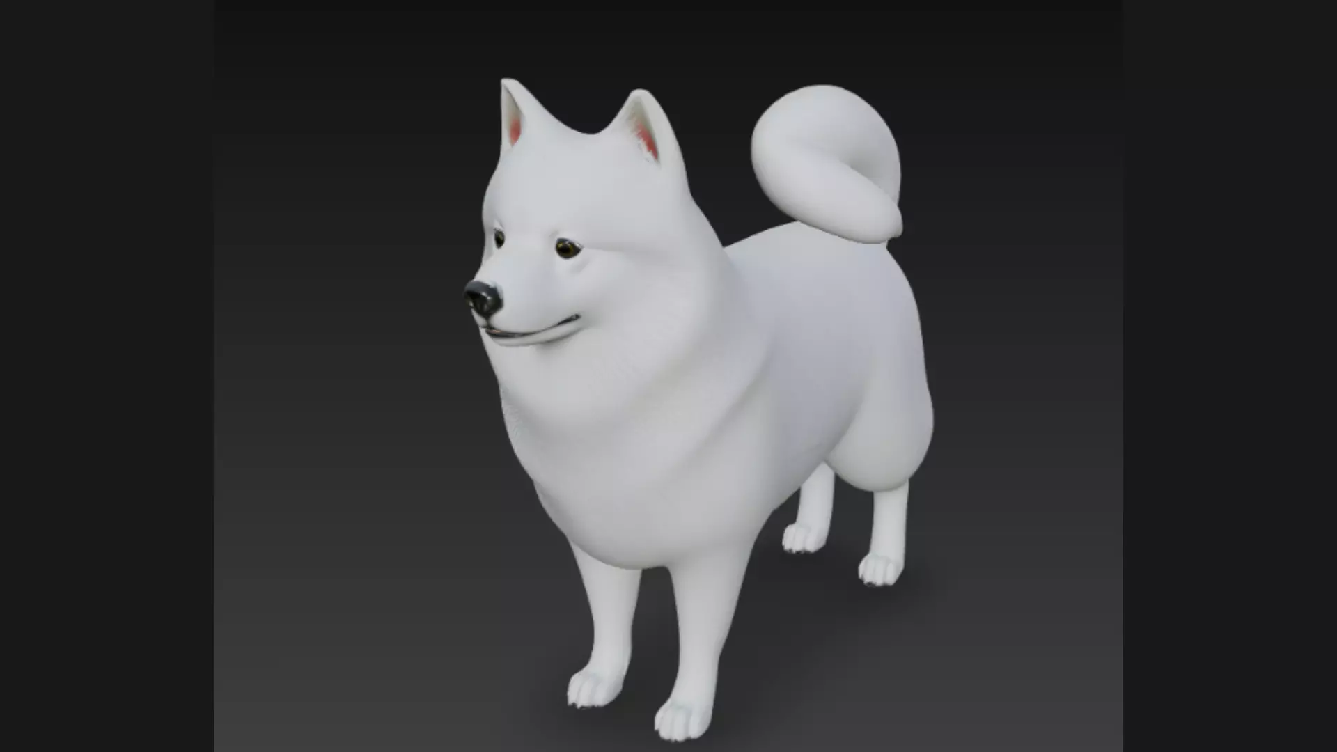 American Eskimo Dog 3D Model 3D model_4
