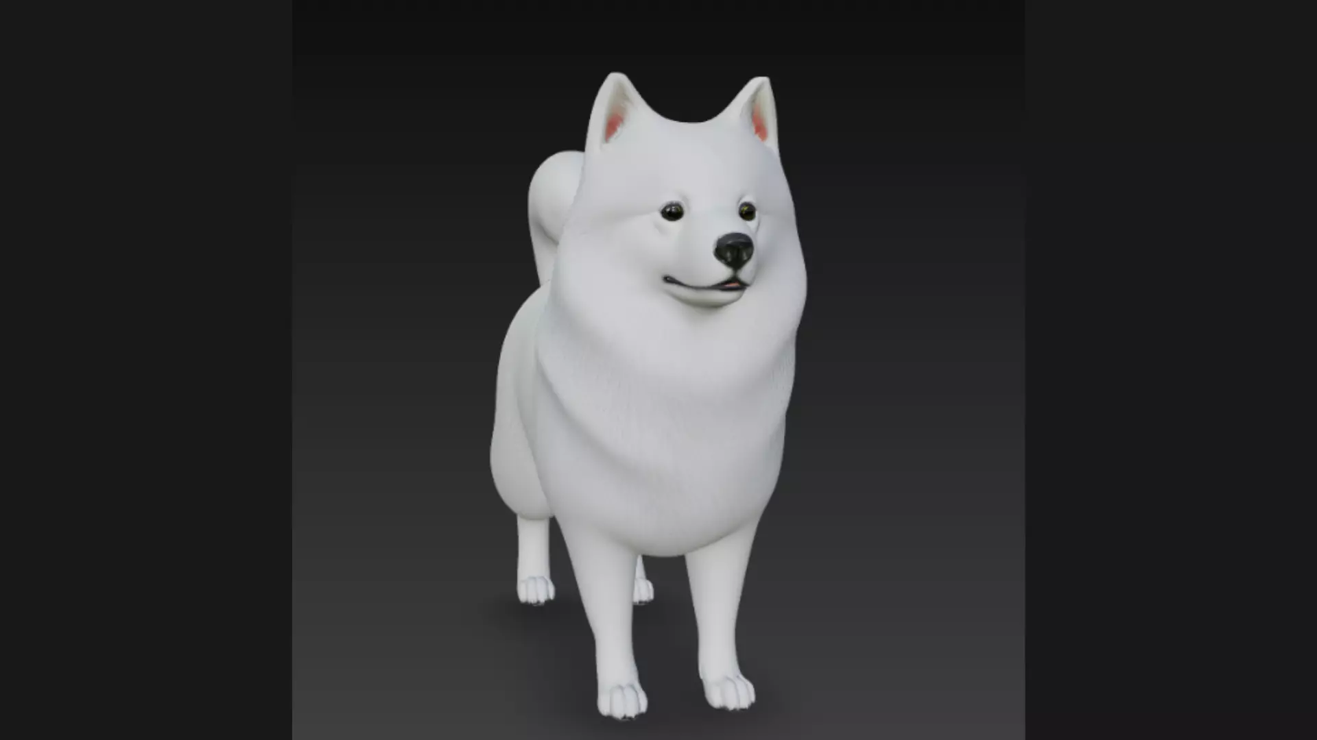 American Eskimo Dog 3D Model 3D model_3