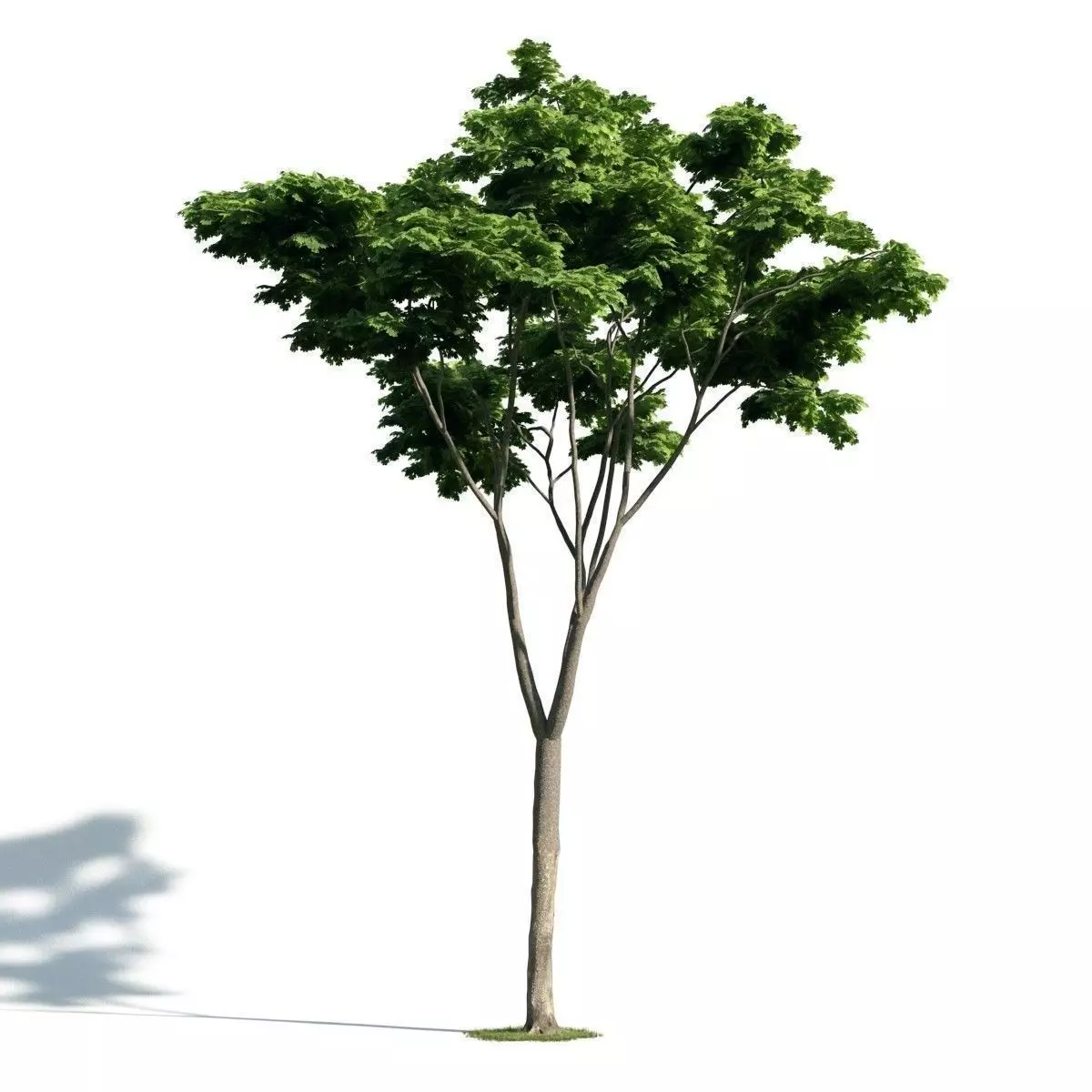 Tree 19 am171 3D model_0