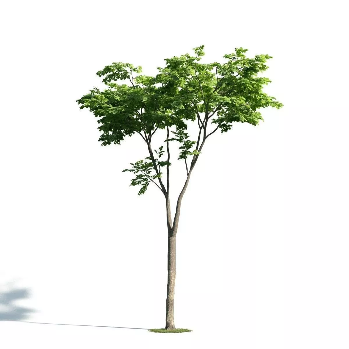 Tree 20 am171 3D model_0