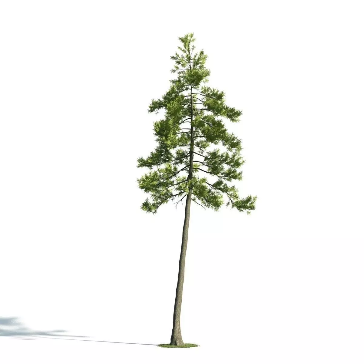 Tree 27 am171 3D model