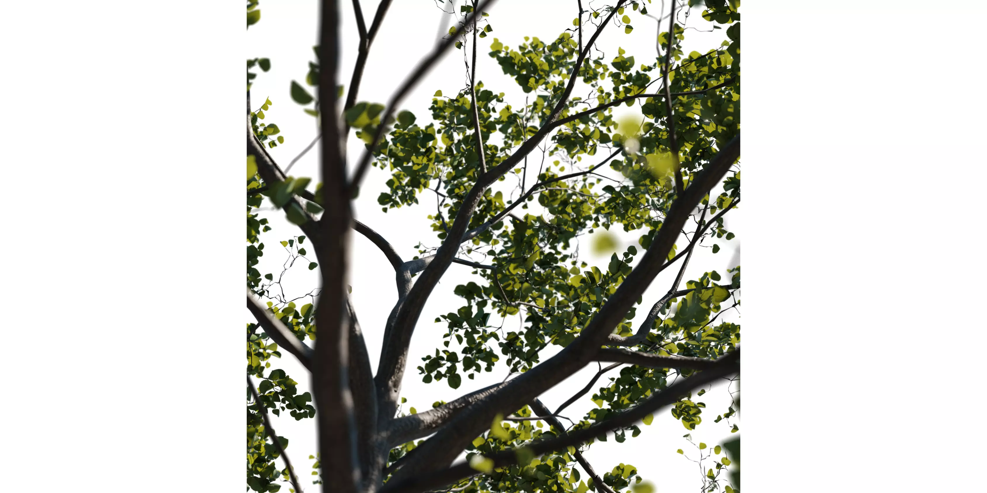 Alder Tree 01 Free low-poly 3D model_3