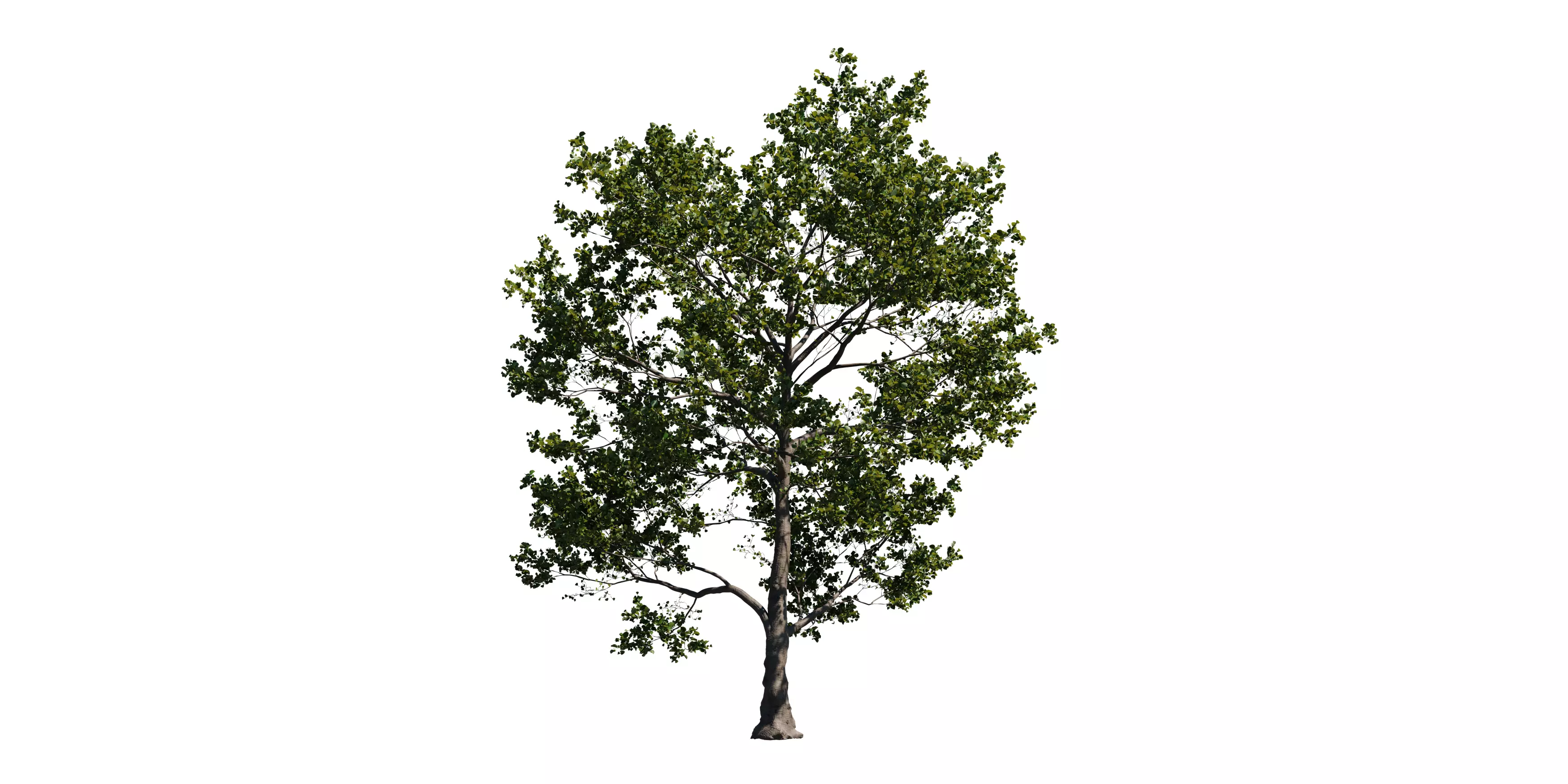 Alder Tree 01 Free low-poly 3D model_2