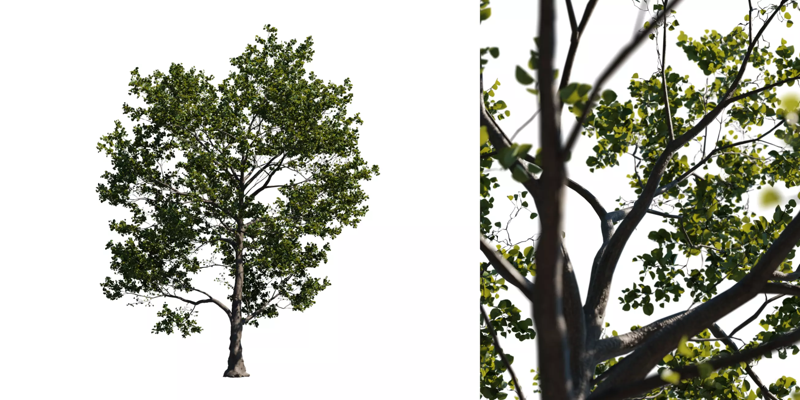 Alder Tree 01 Free low-poly 3D model_0