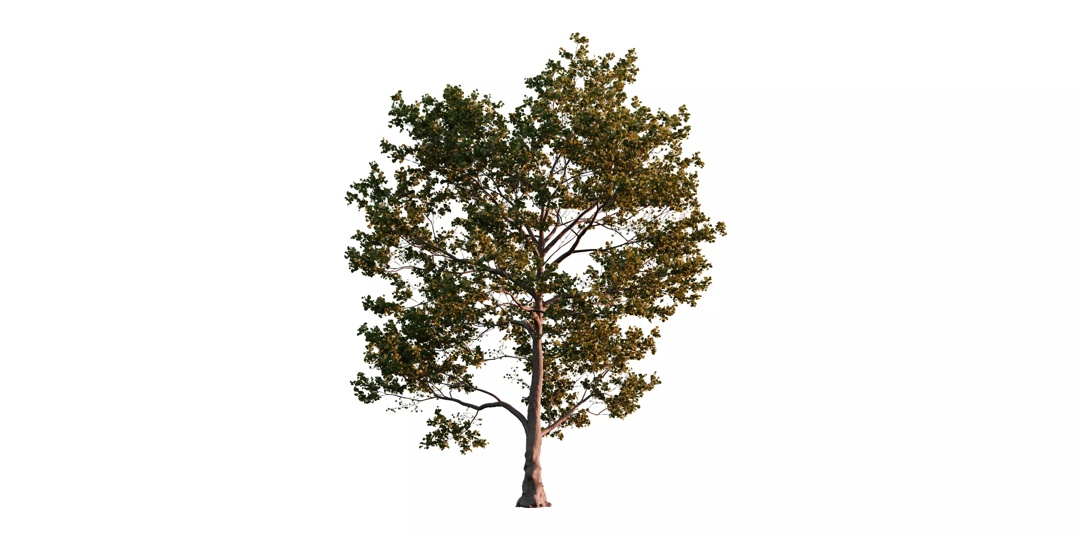 Alder Tree 01 Free low-poly 3D model_1