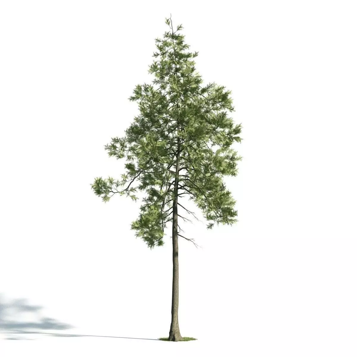 Tree 26 am171 3D model_0