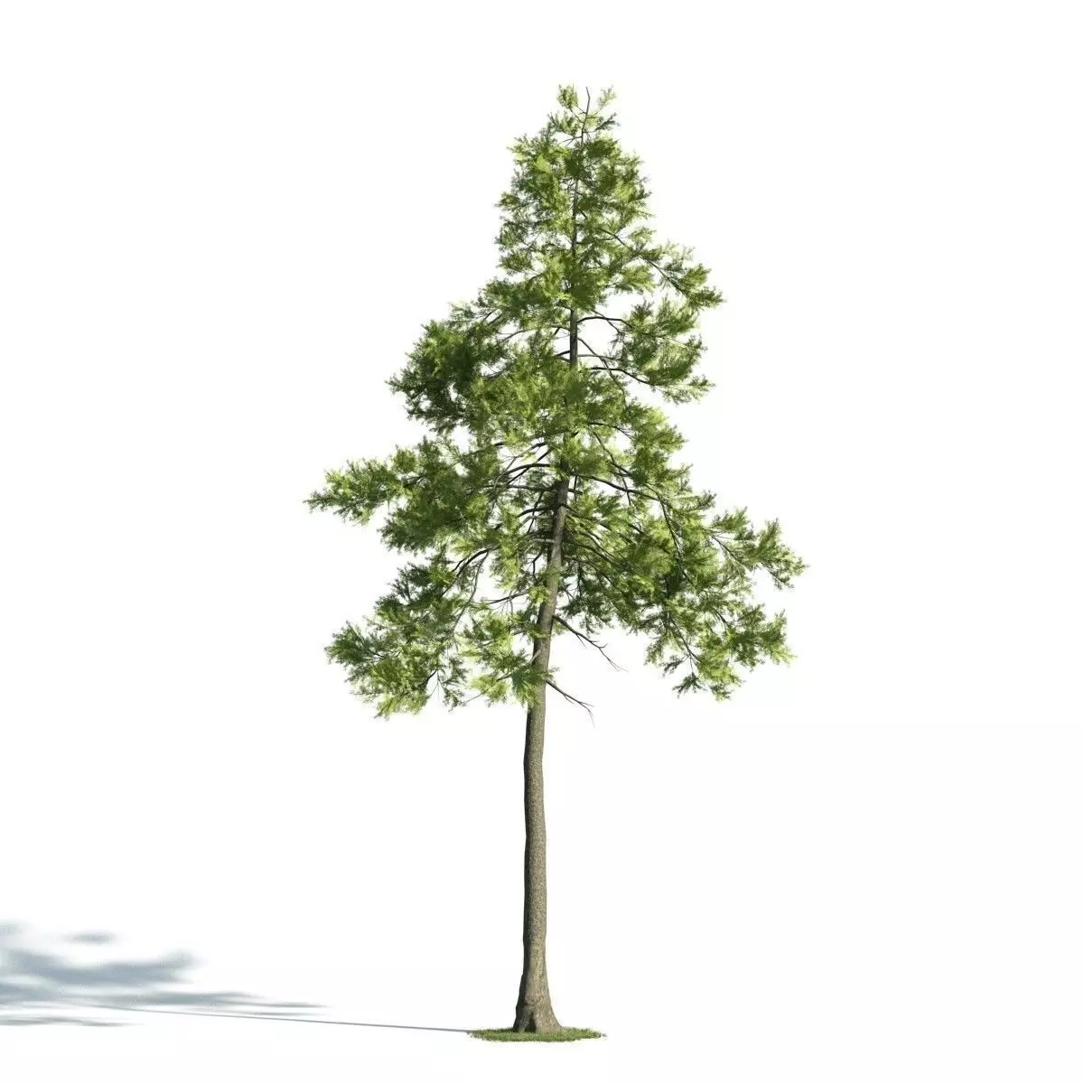 Tree 25 am171 3D model_0