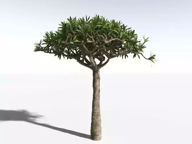 EVERYPlant Dragon Blood Tree LowPoly