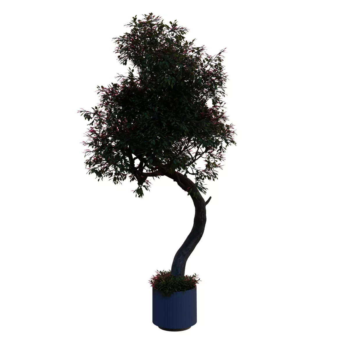Curved Indoor Floor Tree 03 Free 3D model_1
