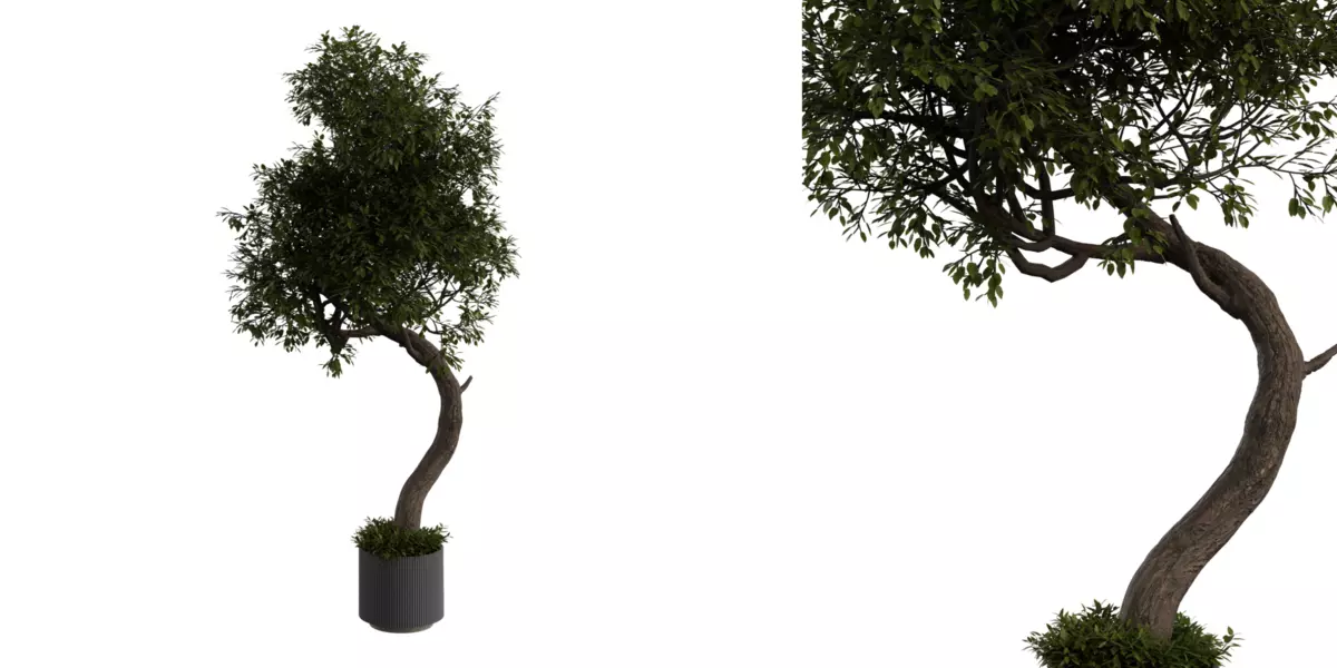 Curved Indoor Floor Tree 03 Free 3D model_0