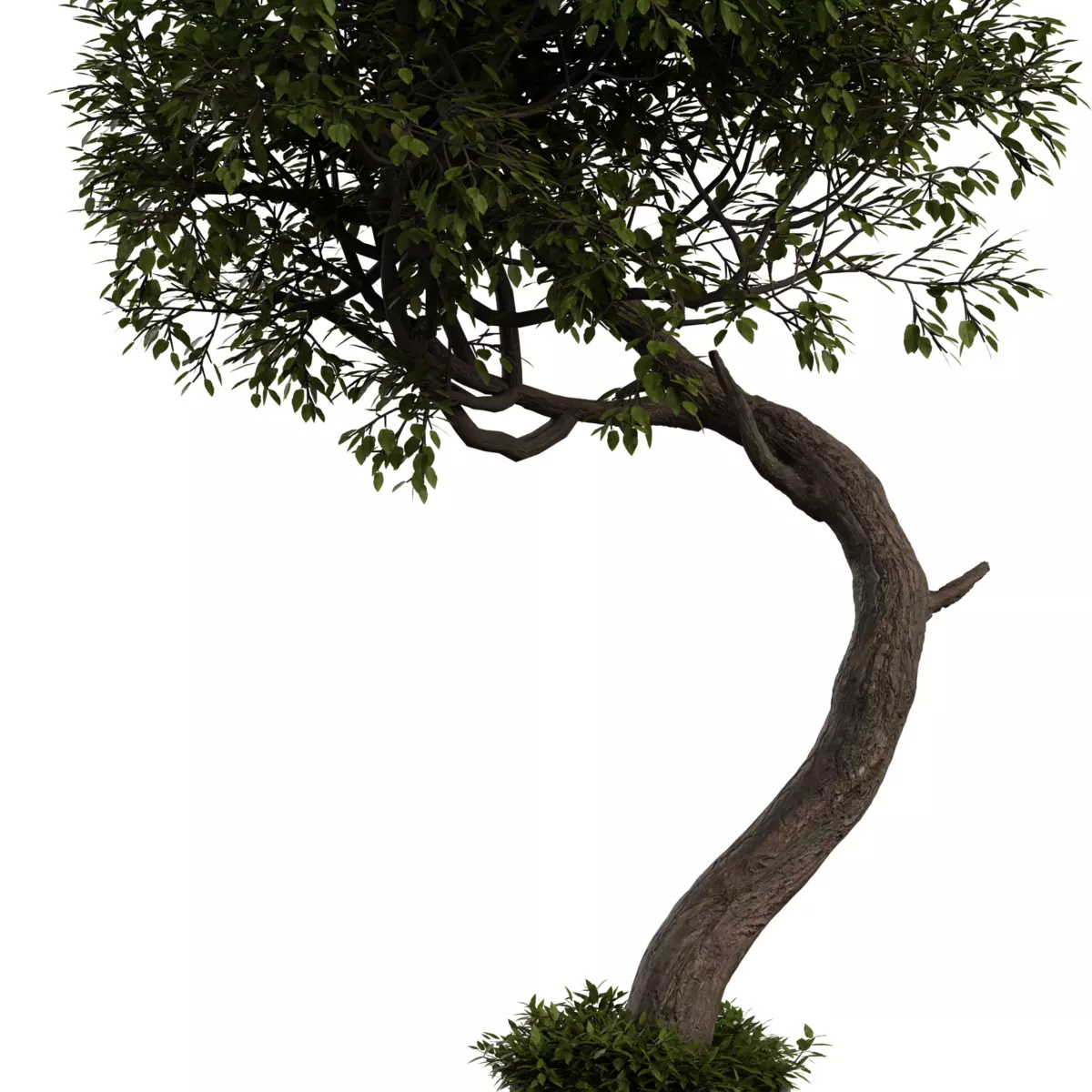 Curved Indoor Floor Tree 03 Free 3D model_3