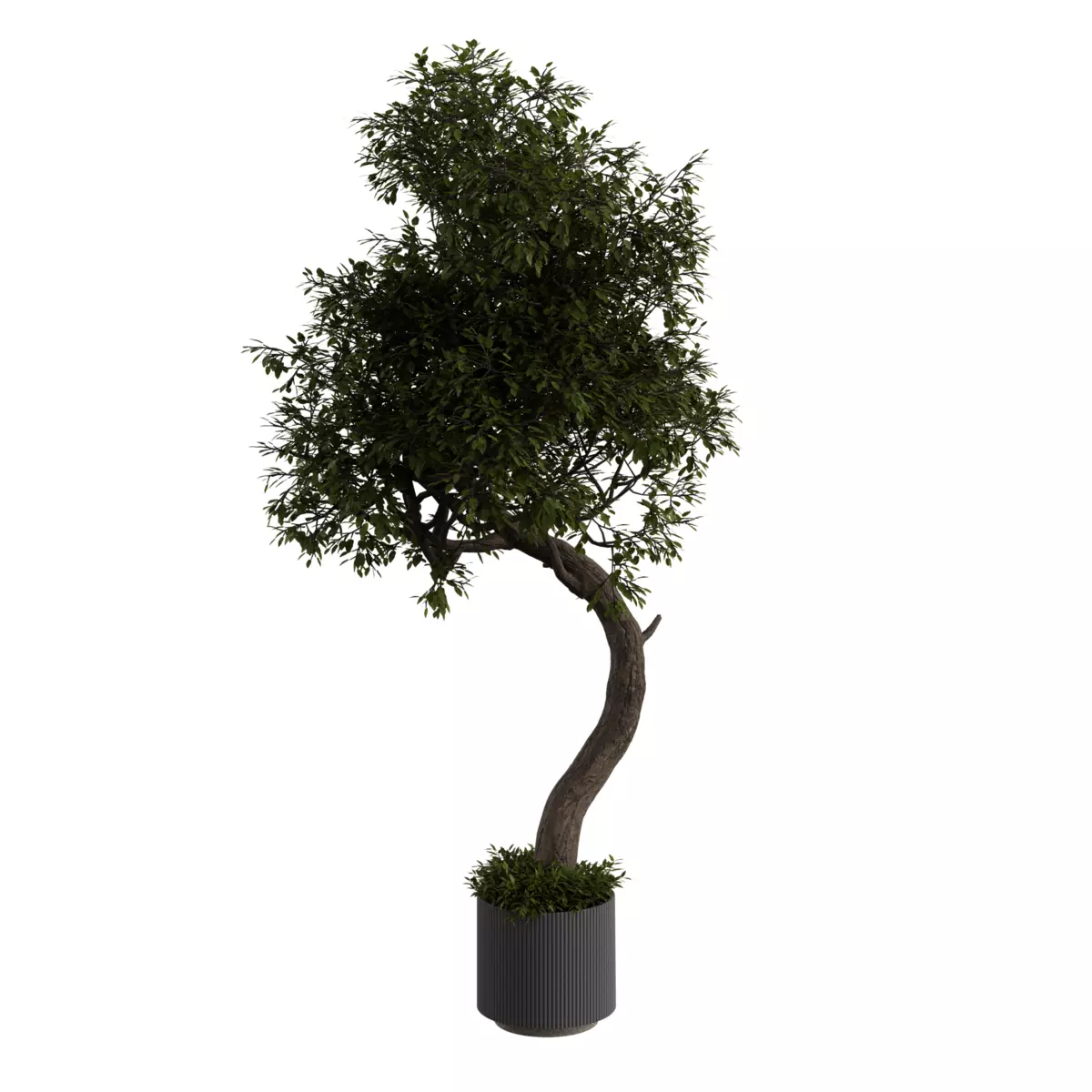 Curved Indoor Floor Tree 03 Free 3D model_2