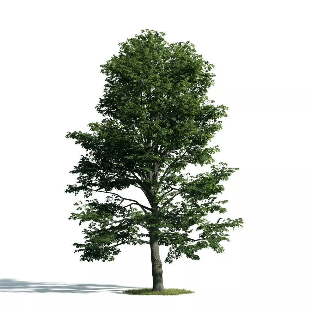 Tree 53 am171 3D model