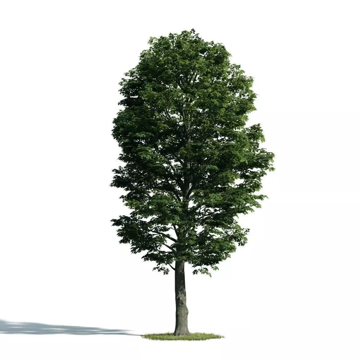 Tree 54 am171 3D model_0