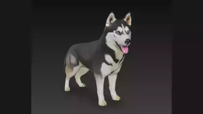 Siberian Husky Dog 3D Model