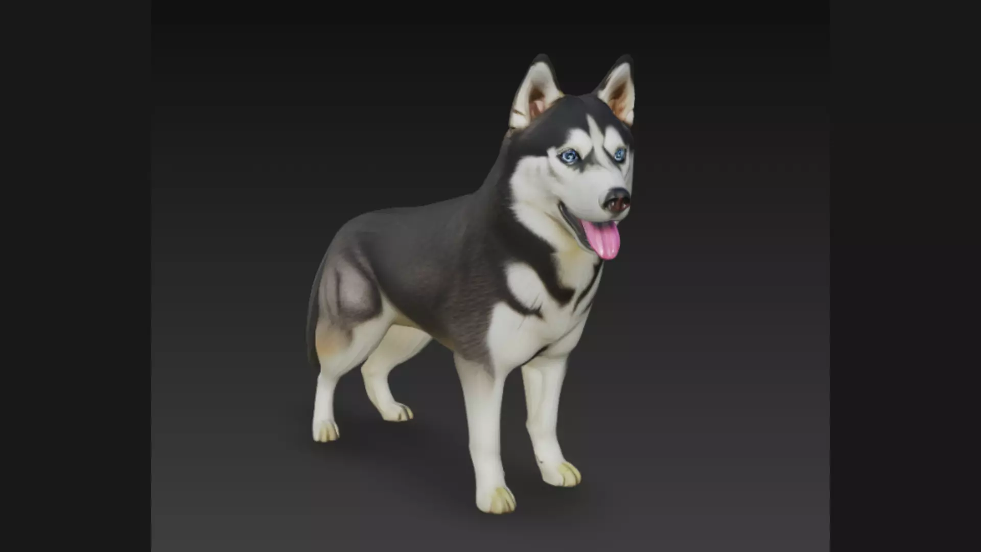 Siberian Husky Dog 3D Model 3D model_0