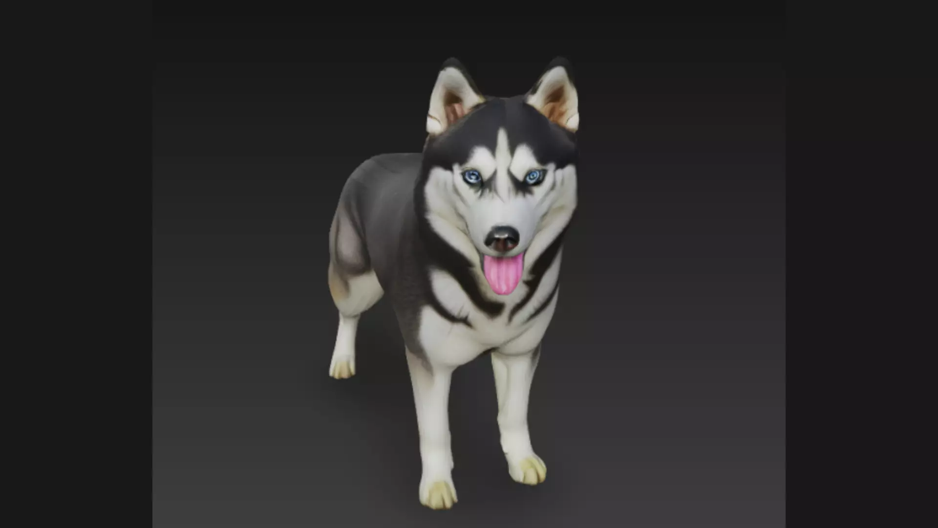 Siberian Husky Dog 3D Model 3D model_4
