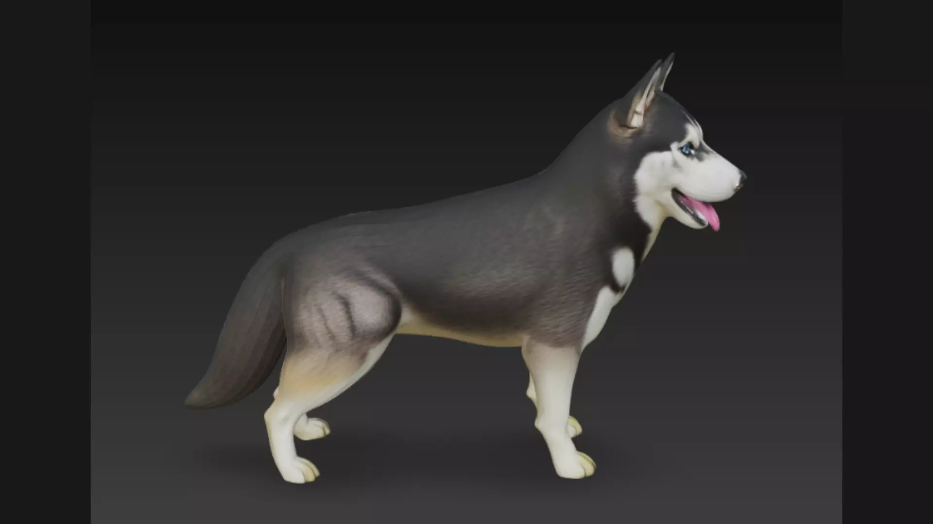Siberian Husky Dog 3D Model 3D model_2