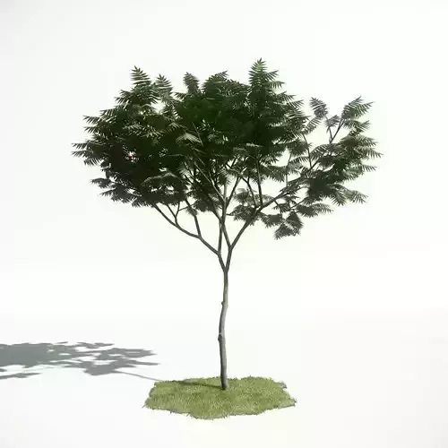 Tree 05 amce1
