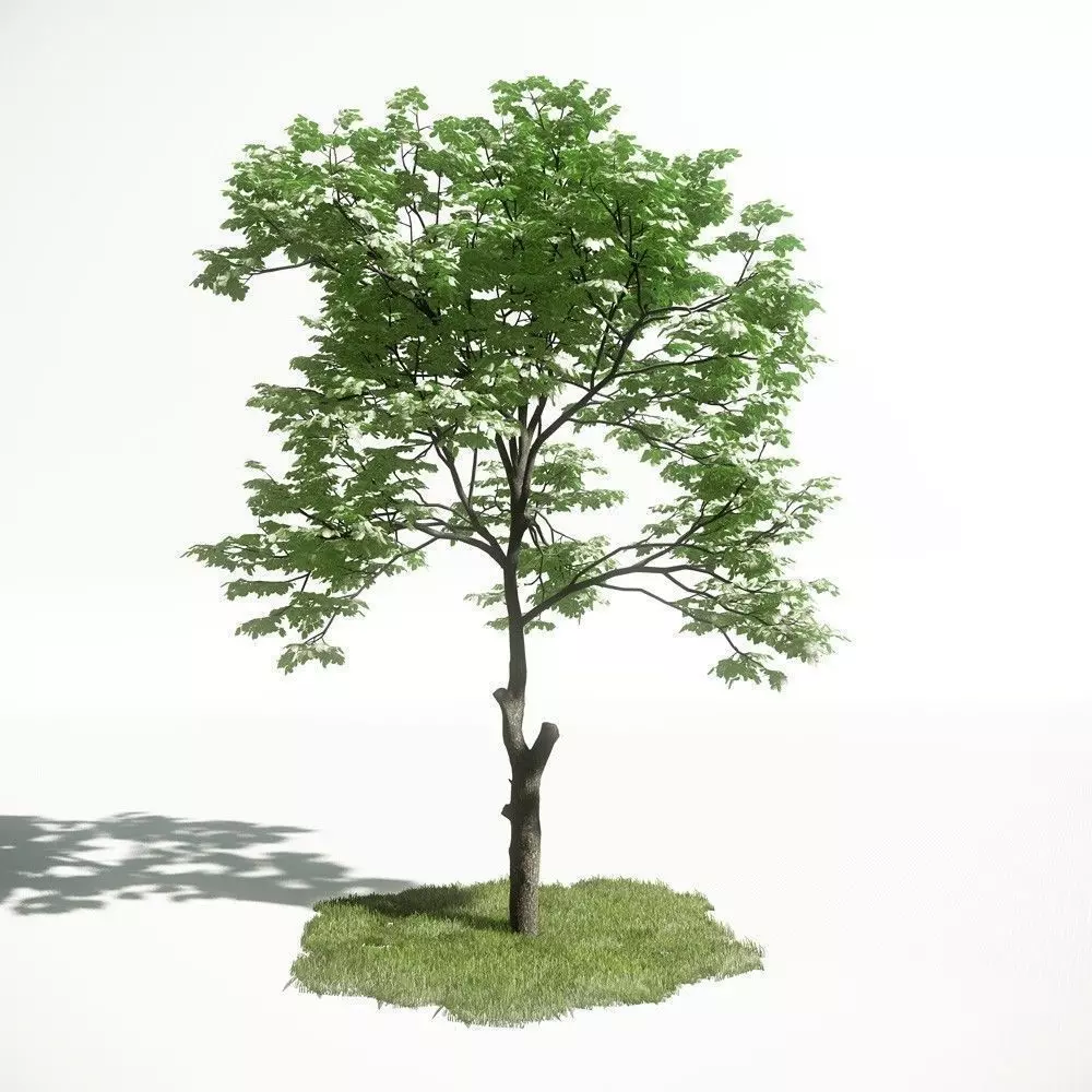 Tree 08 amce1 3D model