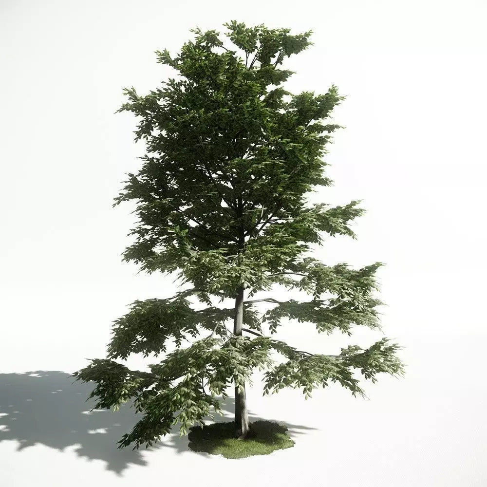 Tree 10 amce1 3D model_0