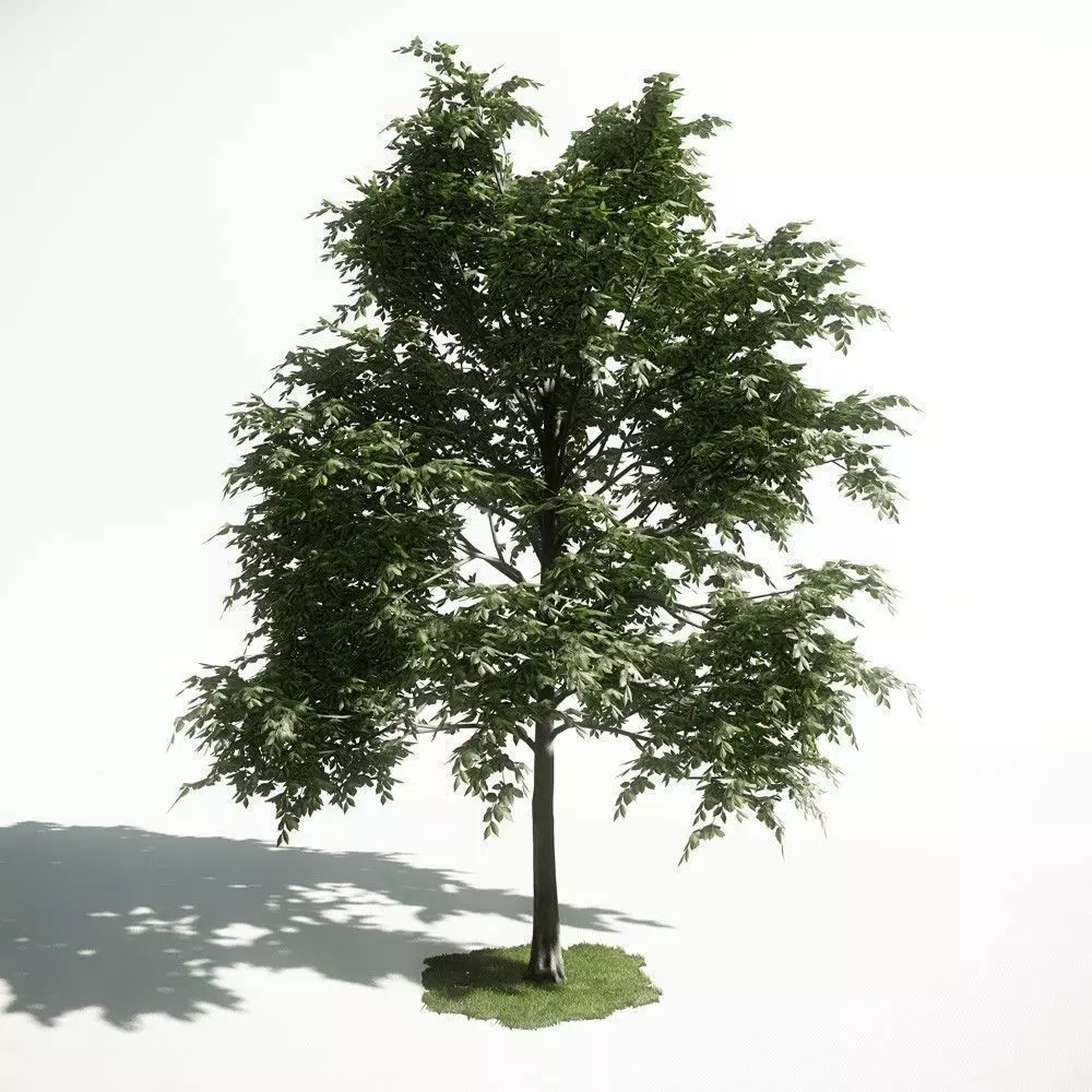 Tree 11 amce1 3D model_0