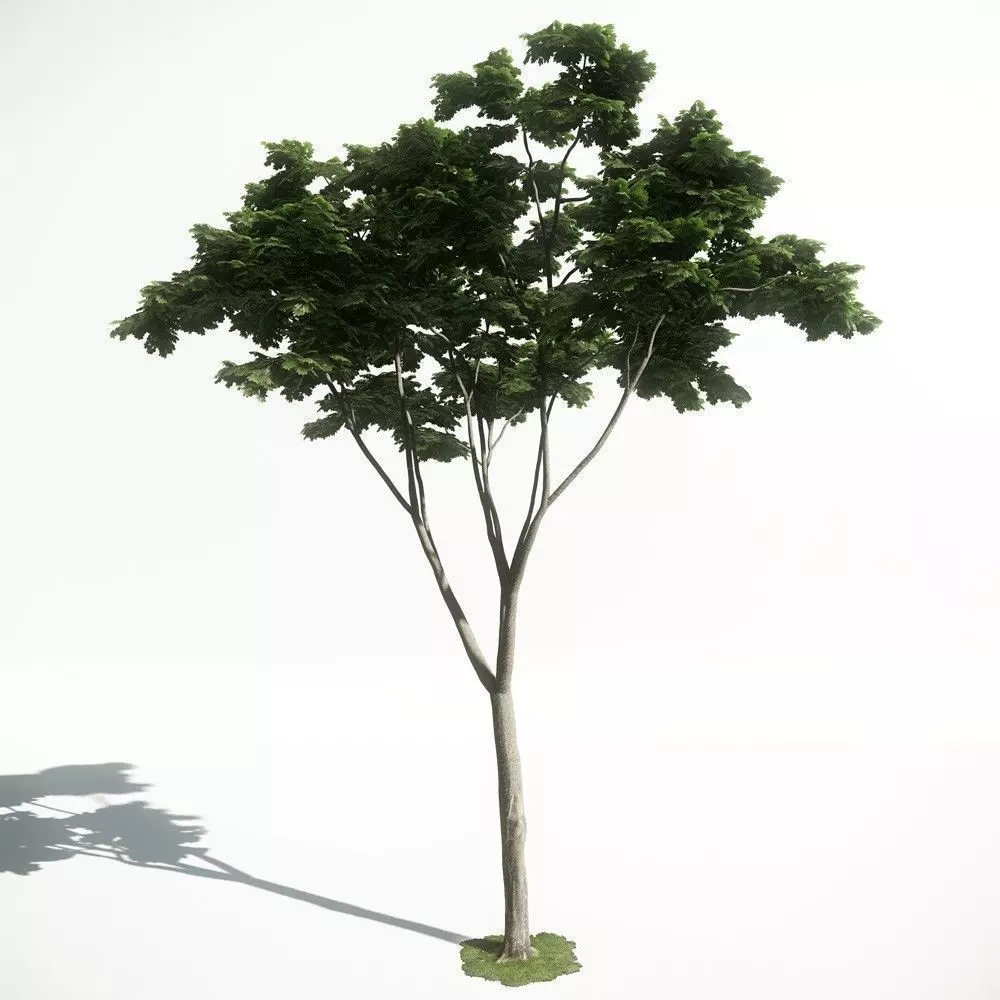 Tree 19 amce1 3D model_0
