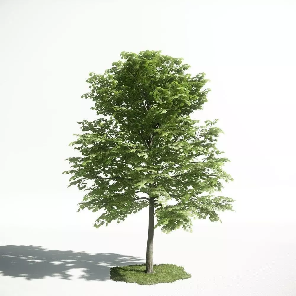 Tree 23 amce1 3D model_0