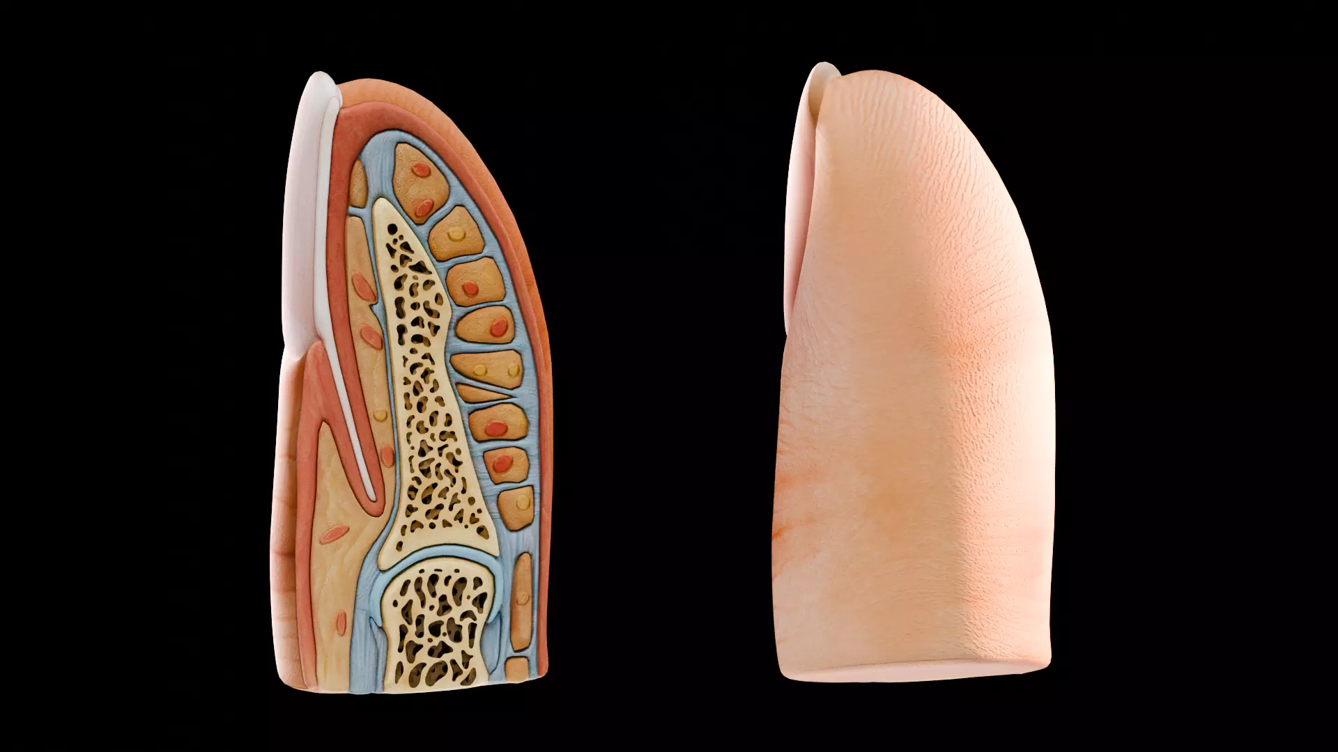 Human Nail Structure Low-poly 3D model_4