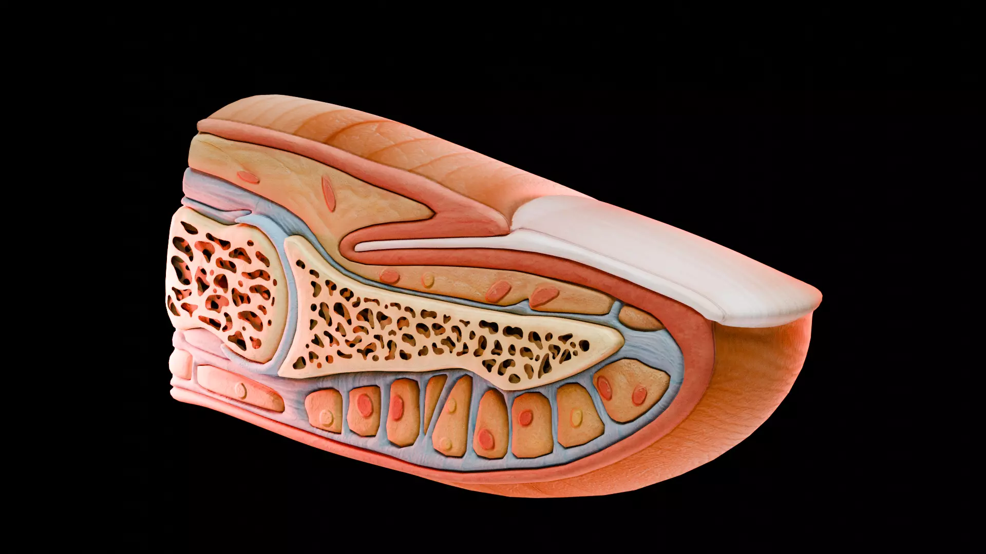 Human Nail Structure Low-poly 3D model_3