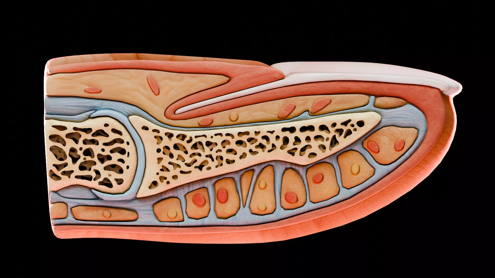Human Nail Structure Low-poly 3D model_1